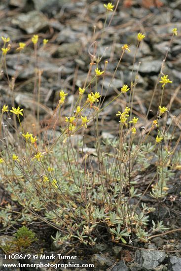 Eriogonum congdonii