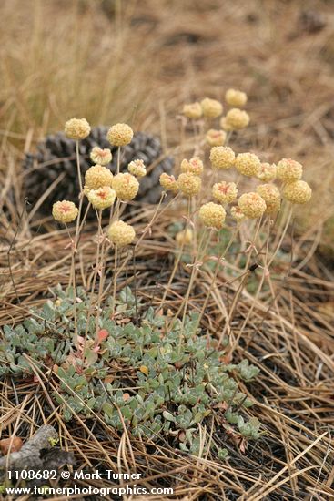 Eriogonum siskiyouense
