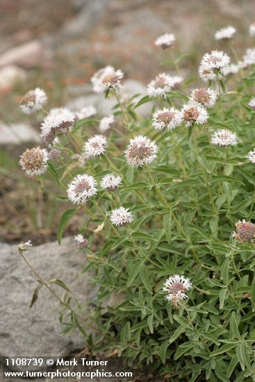 Monardella odoratissima ssp. pallida