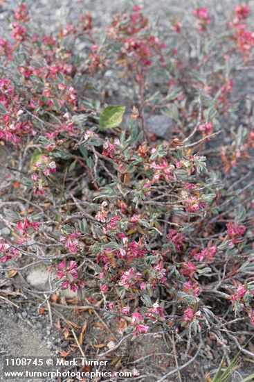 Polygonum shastense
