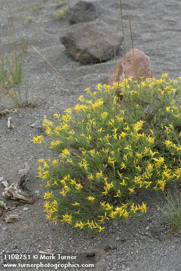 Ericameria bloomeri
