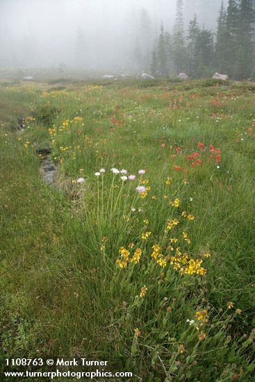 Helenium bigelovii; Castilleja sp.; Allium validum