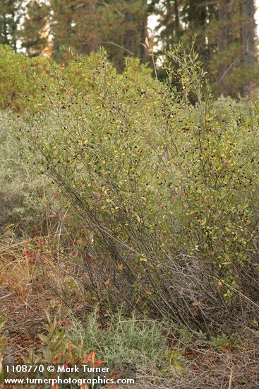 Frangula rubra (Rhamnus rubra)