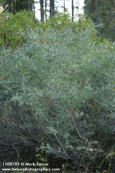 Ceanothus cordulatus