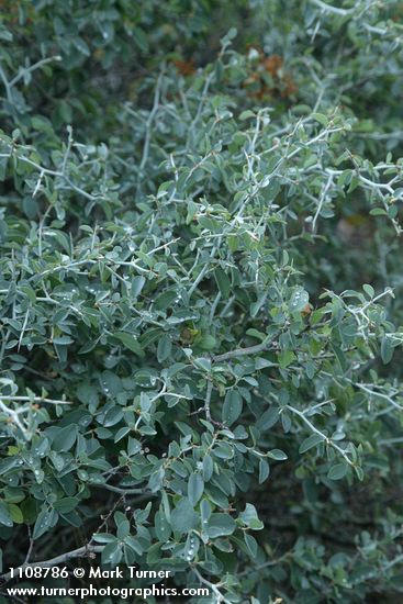 Ceanothus cordulatus