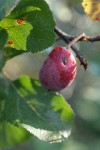 Klamath Plum fruit & foliage