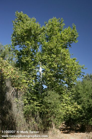 Platanus racemosa