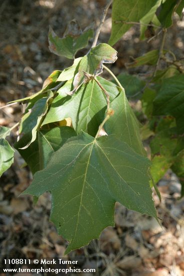 Platanus racemosa