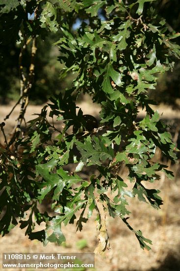 Quercus lobata