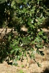 Valley Oak foliage