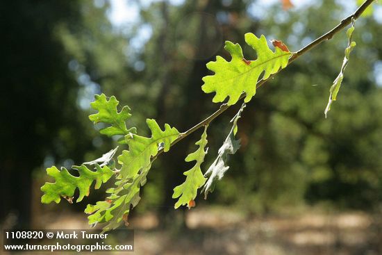 Quercus lobata