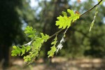 Valley Oak foliage, backlit