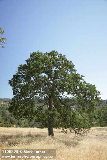 Quercus douglasii