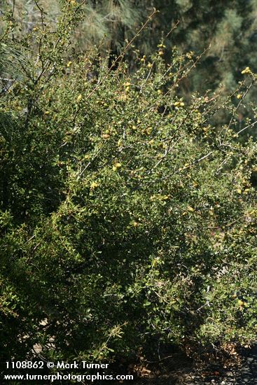 Quercus berberidifolia