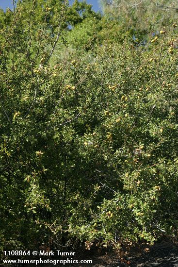 Quercus berberidifolia