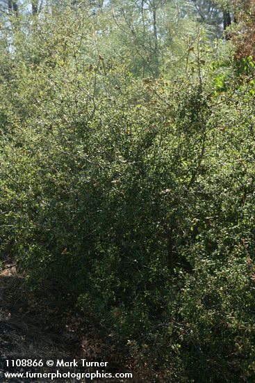 Quercus berberidifolia