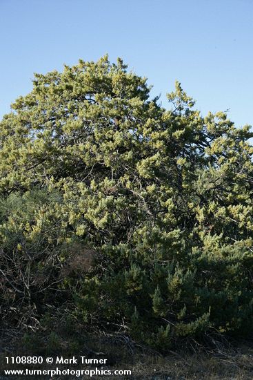 Cupressus macnabiana