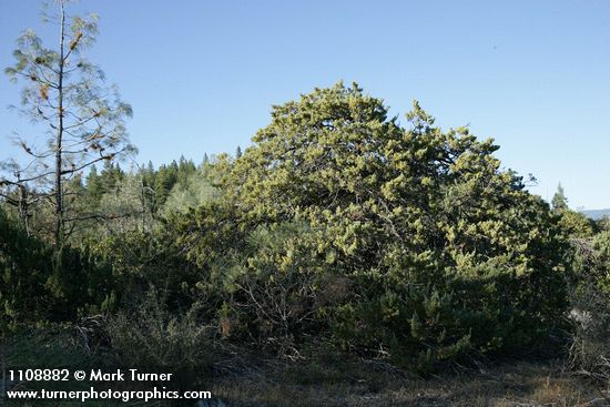 Cupressus macnabiana
