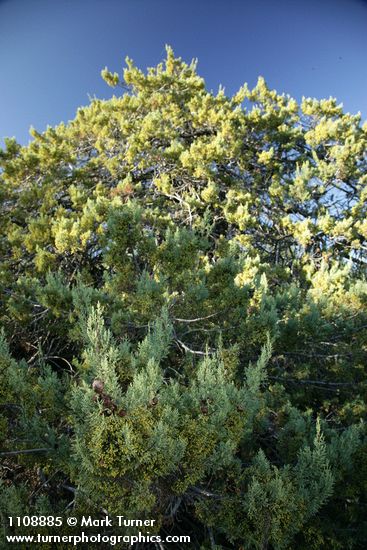 Cupressus macnabiana