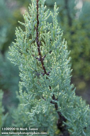 Cupressus macnabiana