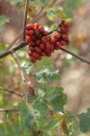Skunkbush Sumac fruit & foliage