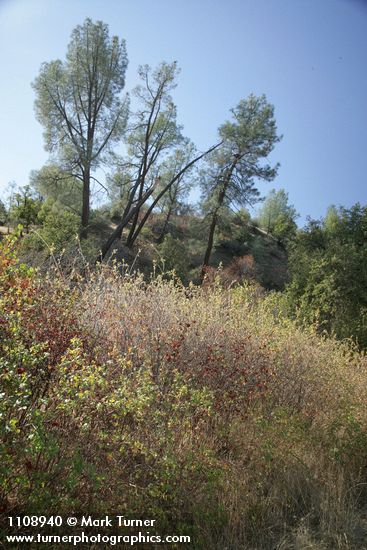 Rhus trilobata; Pinus sabiniana