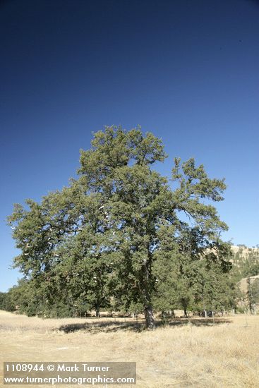 Quercus douglasii