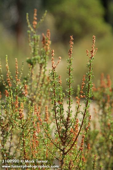 Adenostoma fasciculatum