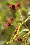 Common Buttonbush seed heads & foliage
