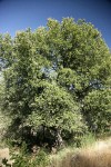 Canyon Live Oak