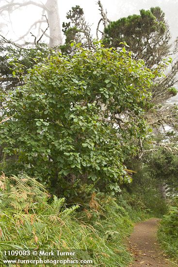 Frangula purshiana (Rhamnus purshiana)