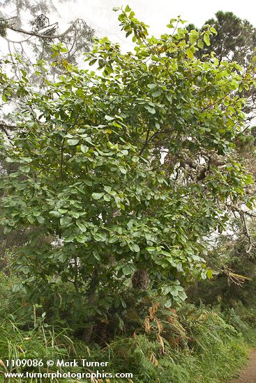 Frangula purshiana (Rhamnus purshiana)