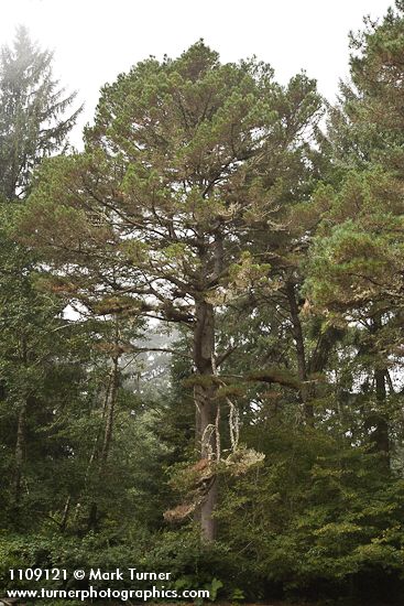 Pinus muricata