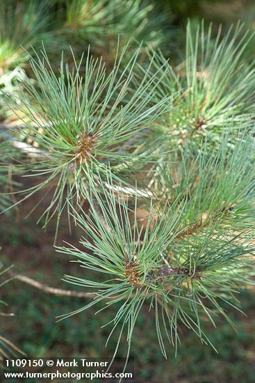 Pinus muricata