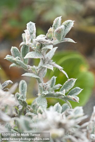 Atriplex leucophylla