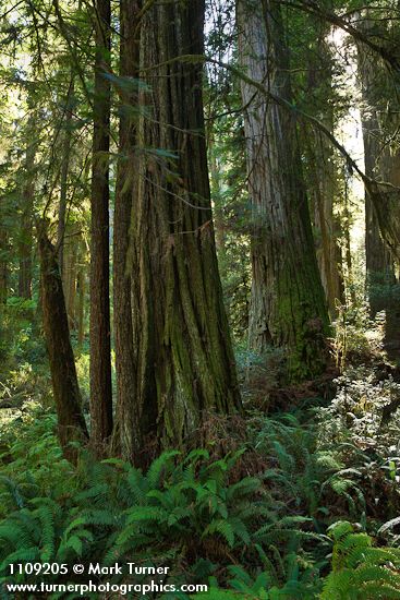 Sequoia sempervirens; Polystichum munitum