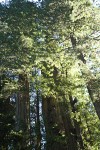 Redwoods view up to crowns