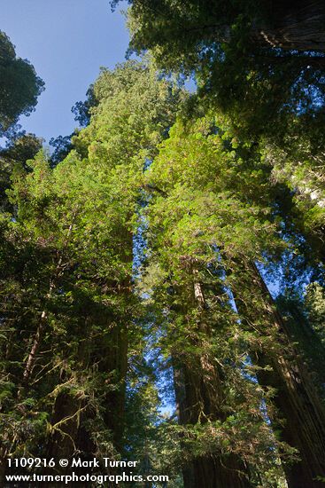 Sequoia sempervirens