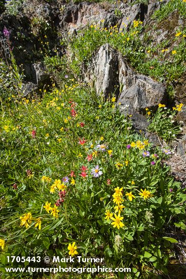 Arnica latifolia; Aquilegia formosa; Erigeron glacialis
