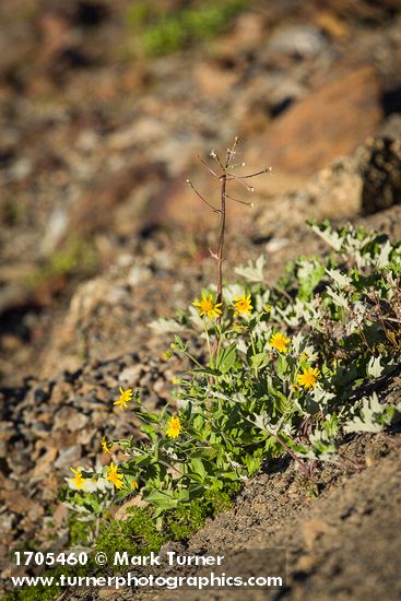 Arnica latifolia; Petasites frigidus var. frigidus