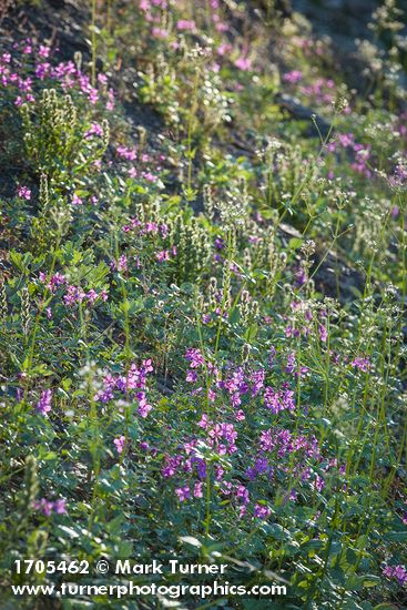 Chamaenerion latifolium; Valeriana sitchensis; Castilleja parviflora var. albida
