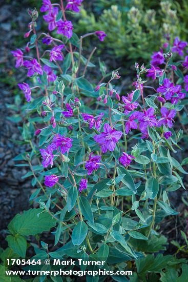 Chamaenerion latifolium