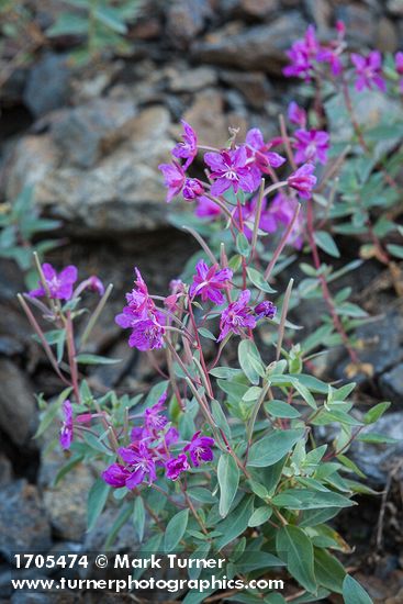 Chamaenerion latifolium