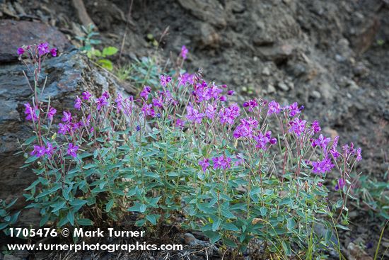 Chamaenerion latifolium