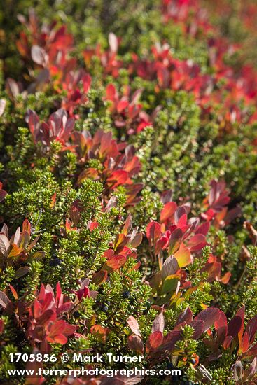 Empetrum nigrum; Vaccinium deliciosum