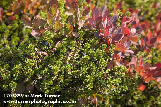 Empetrum nigrum; Vaccinium deliciosum