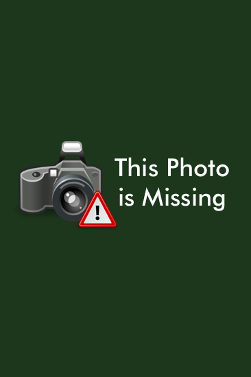 Ageratina occidentalis