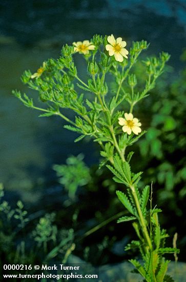 Potentilla recta