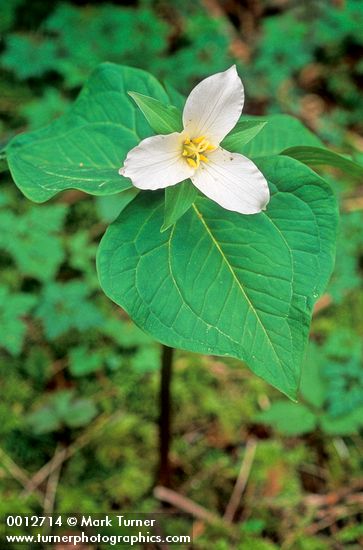 Trillium ovatum