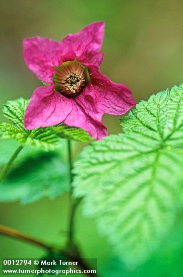 Rubus spectabilis